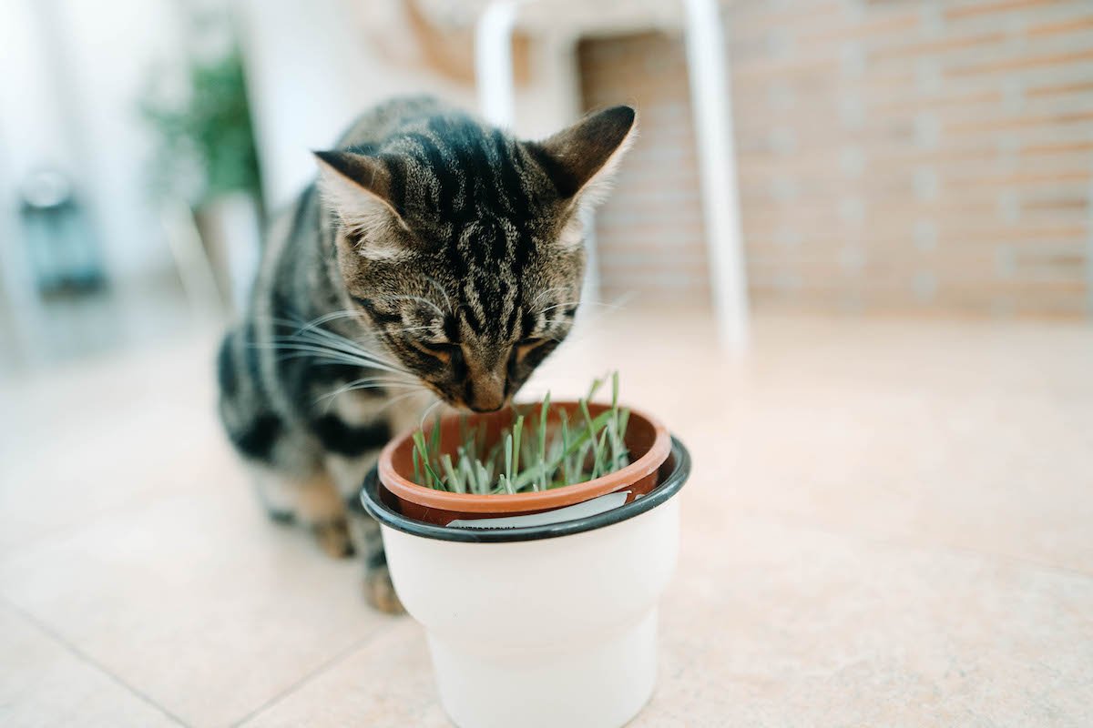 Cat eating cat grass