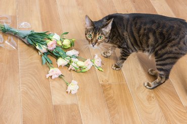 Toyger.