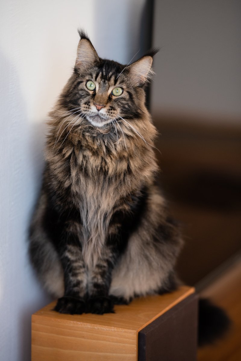 Maine coon