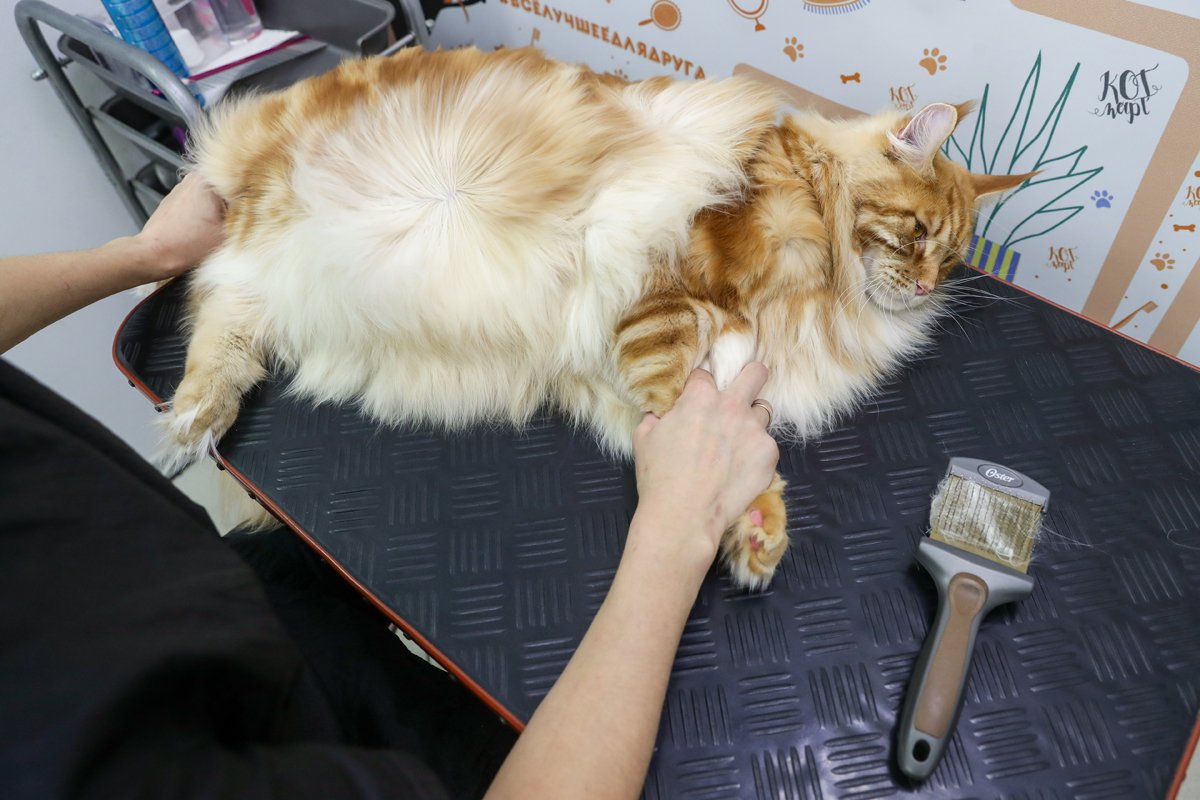maine coon kozmetika fésülés ápolás