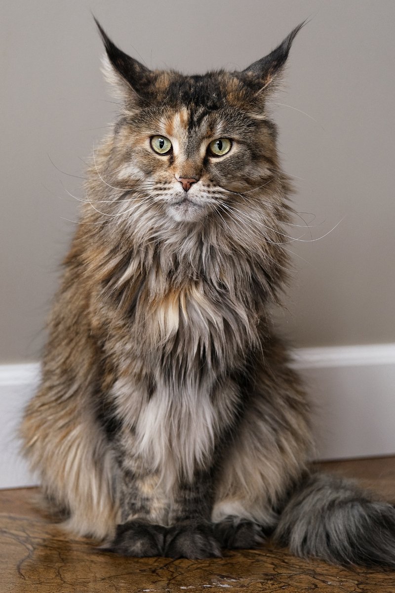 maine coon