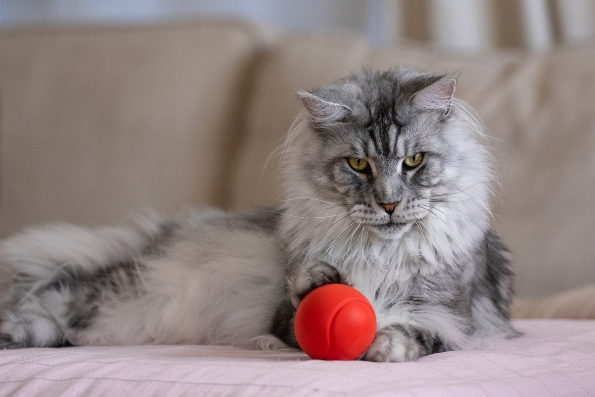 Maine coon labda játék