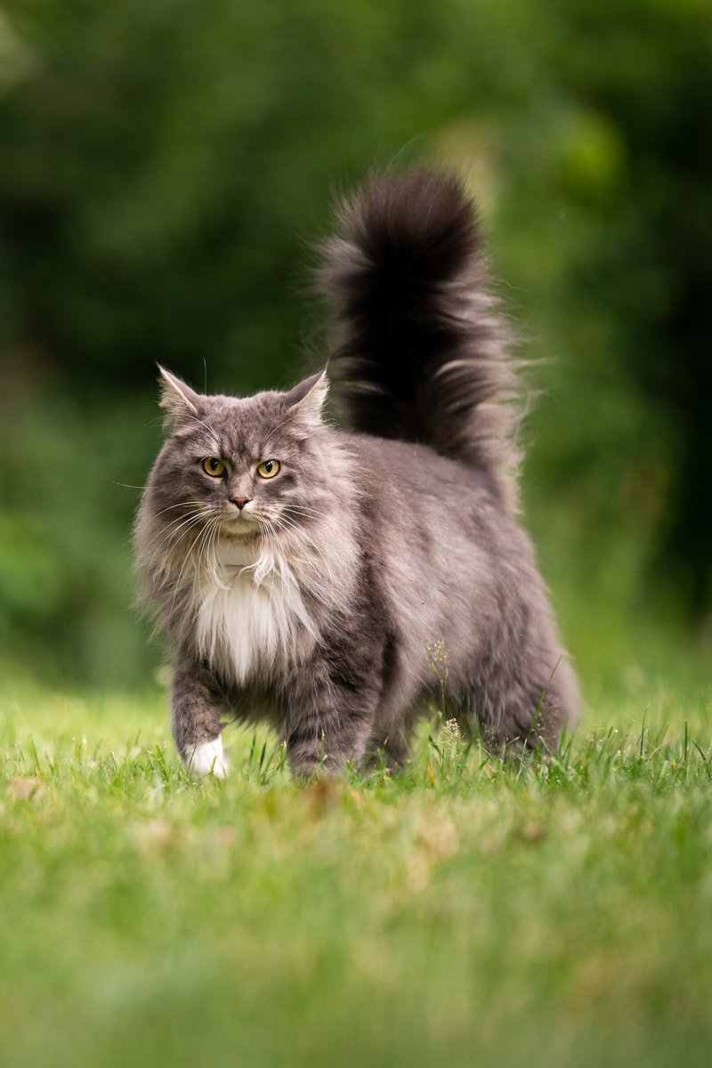 maine coon kert udvar