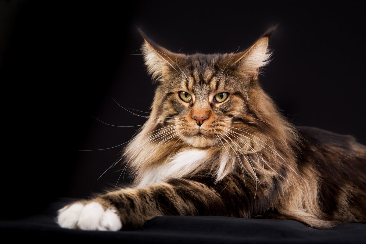 Maine Coon cat