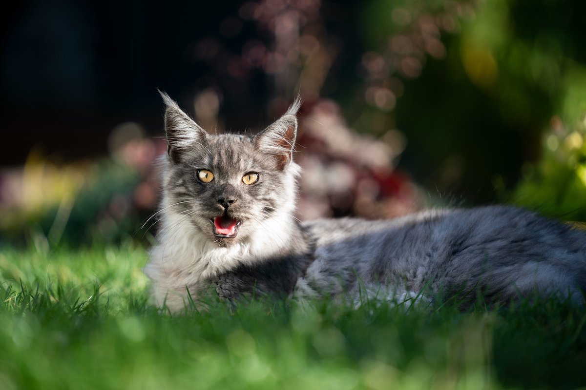 panting longhair cat outdoors in summer heat