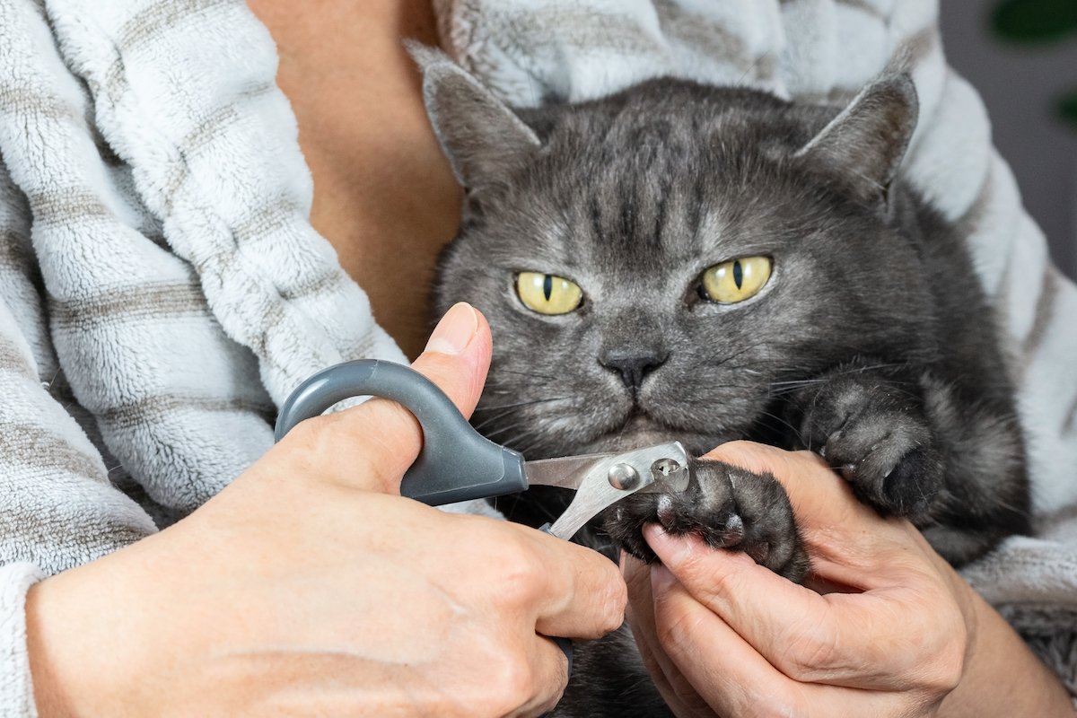 Female cat owner is cutting cats claws