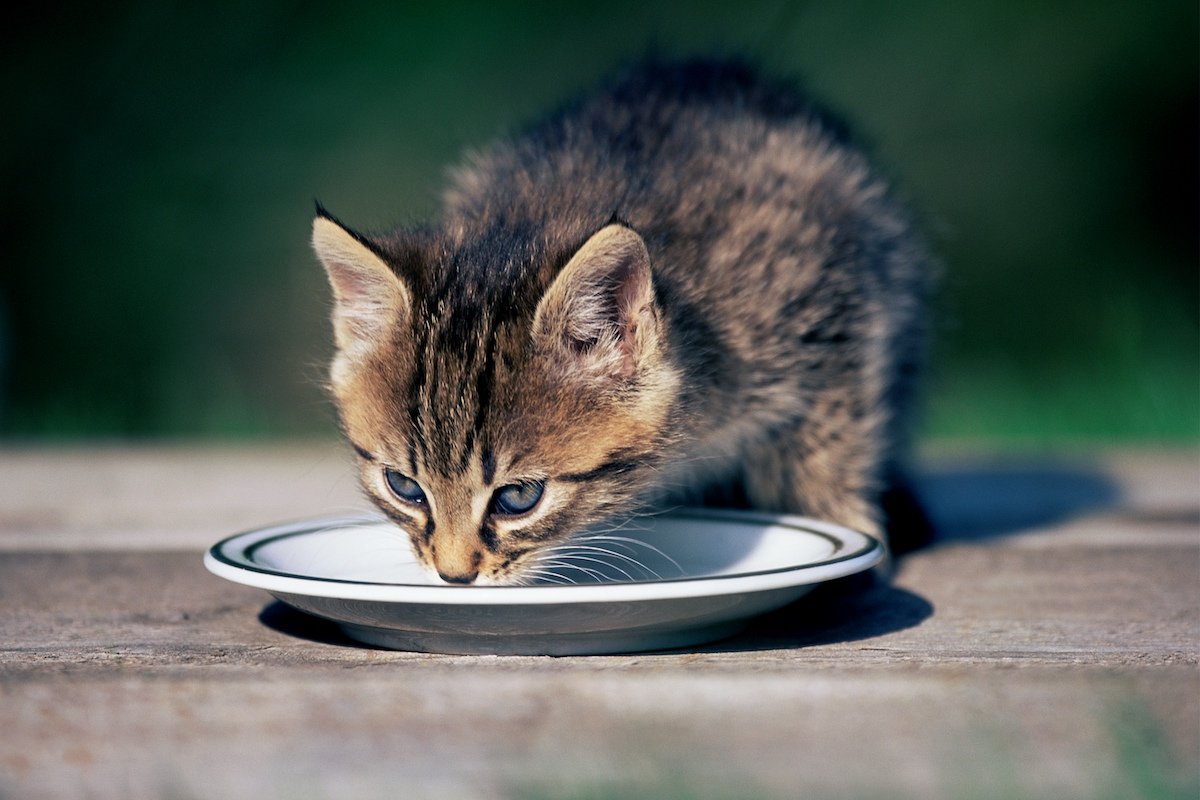 Kitten drinking milk from a saucer