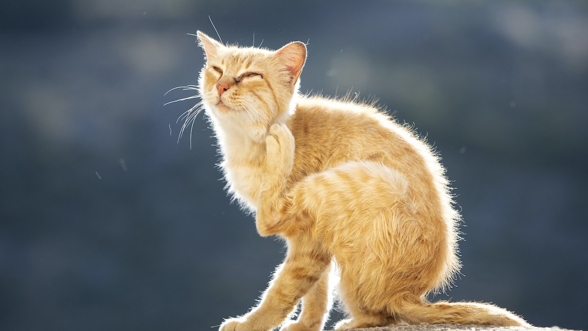 Küzdelem a bolhák ellen: nem a mosogatószeres fürdő a jó megoldás