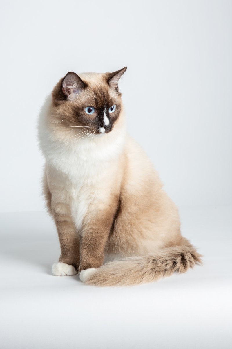 Ragdoll