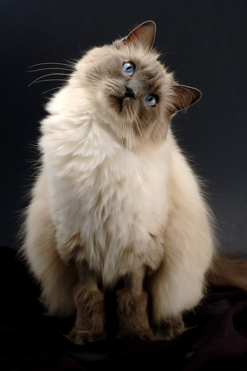 ragdoll