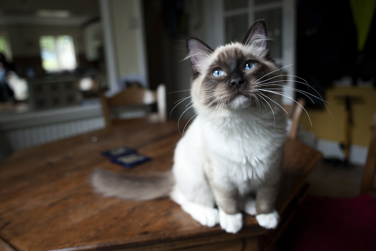 Ragdoll