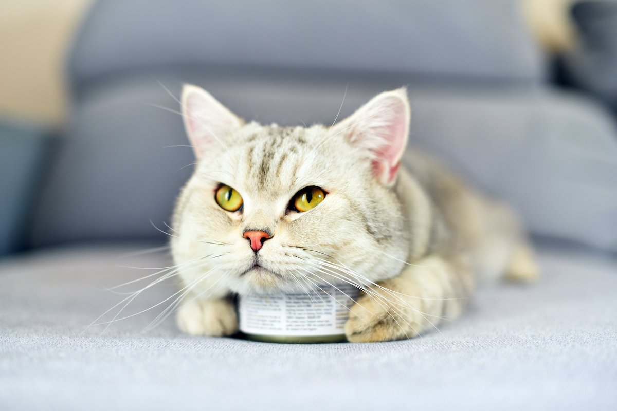 gray shorthair cat and food can