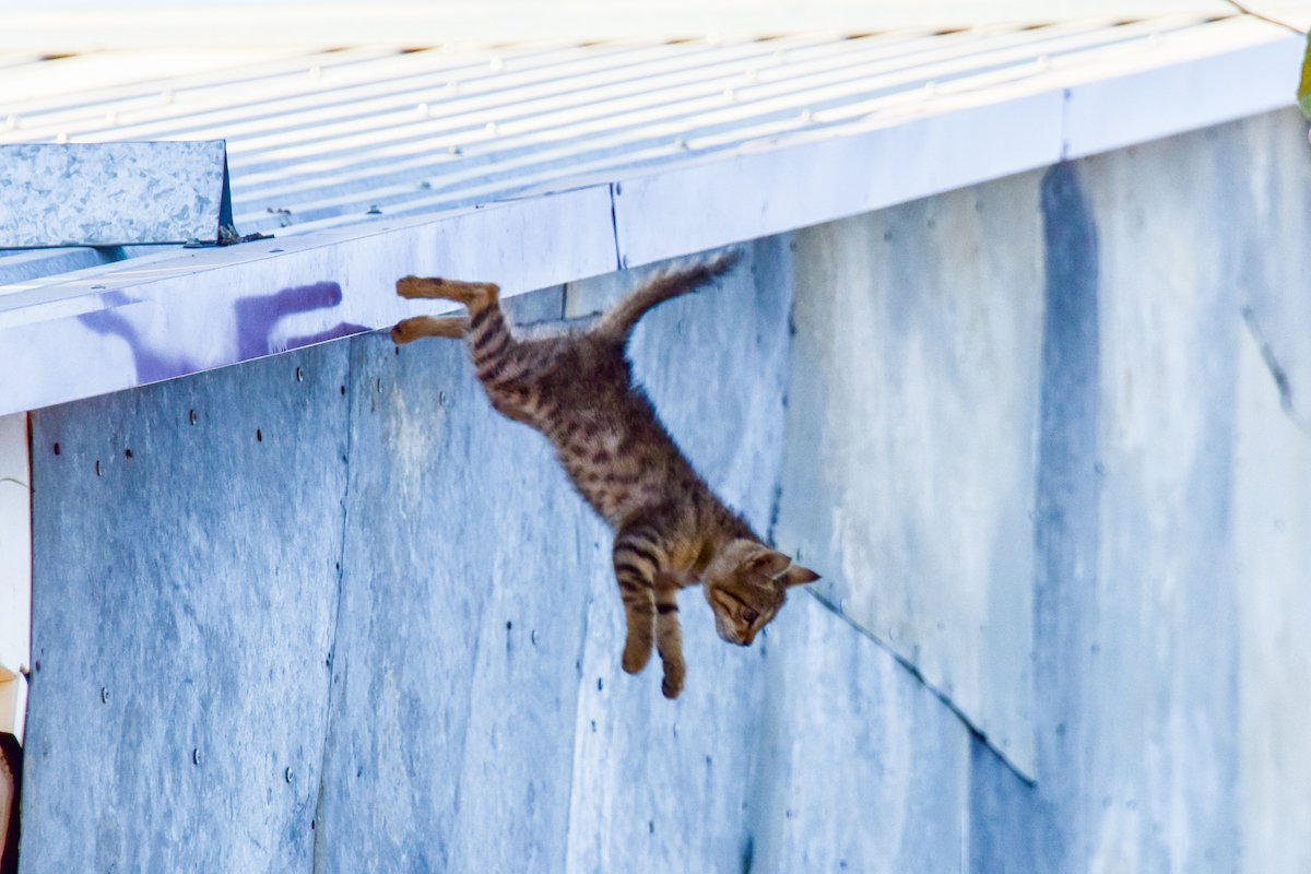 Kitten jumping off a roof