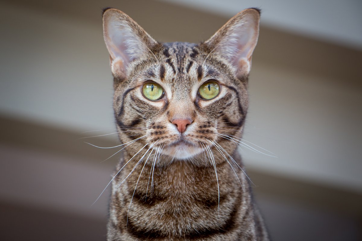 Ocicat