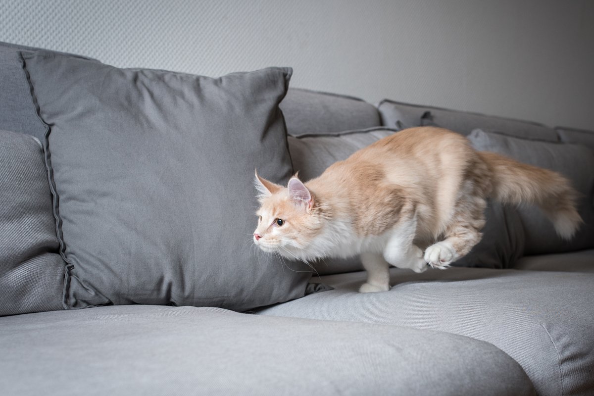 maine coon kanapé fut