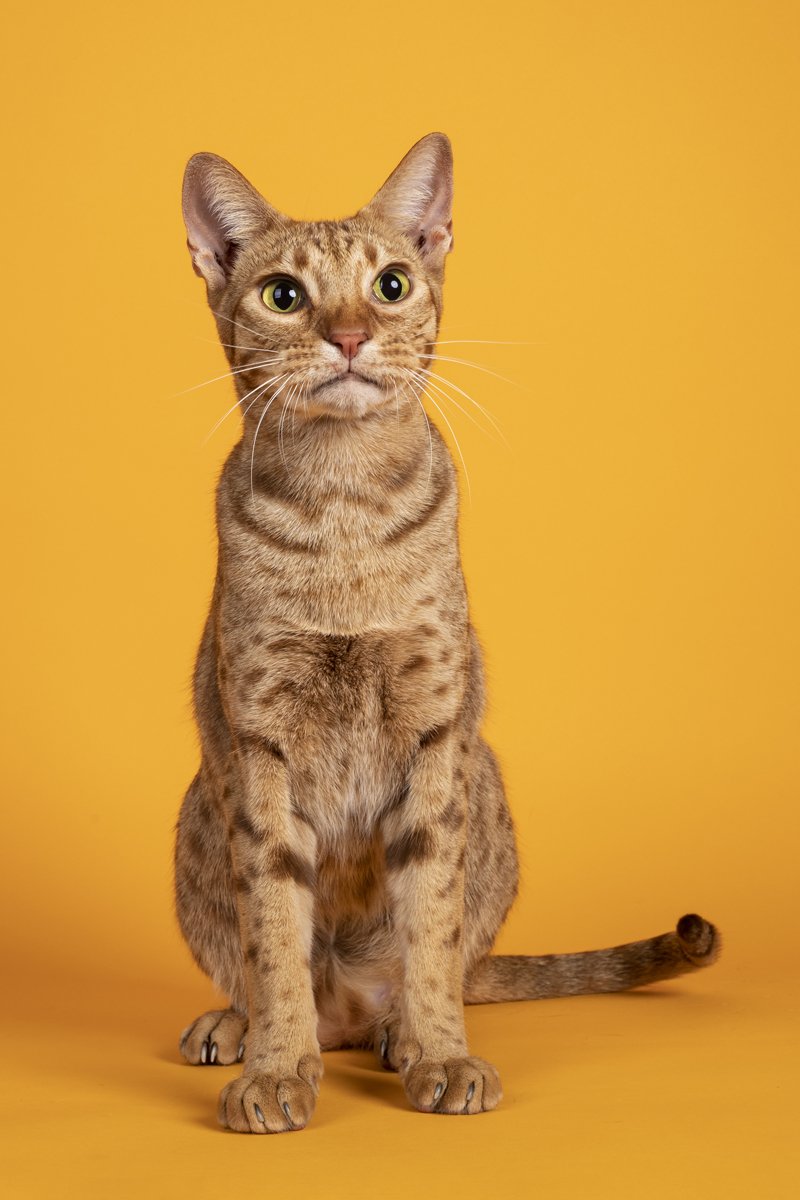 Ocicat