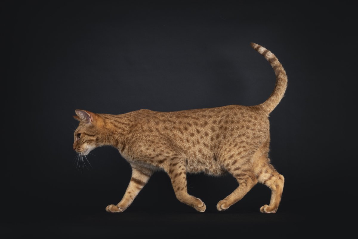 Ocicat