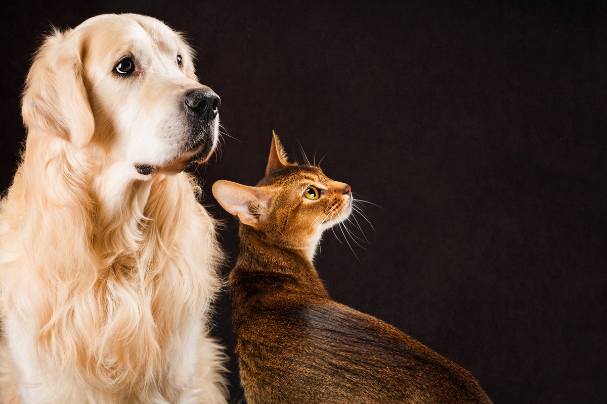 abesszin kutya golden retriever
