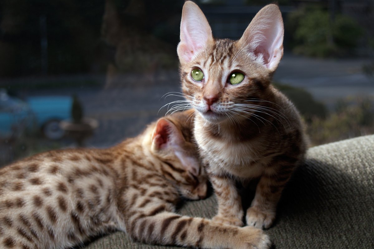 ocicat kölykök