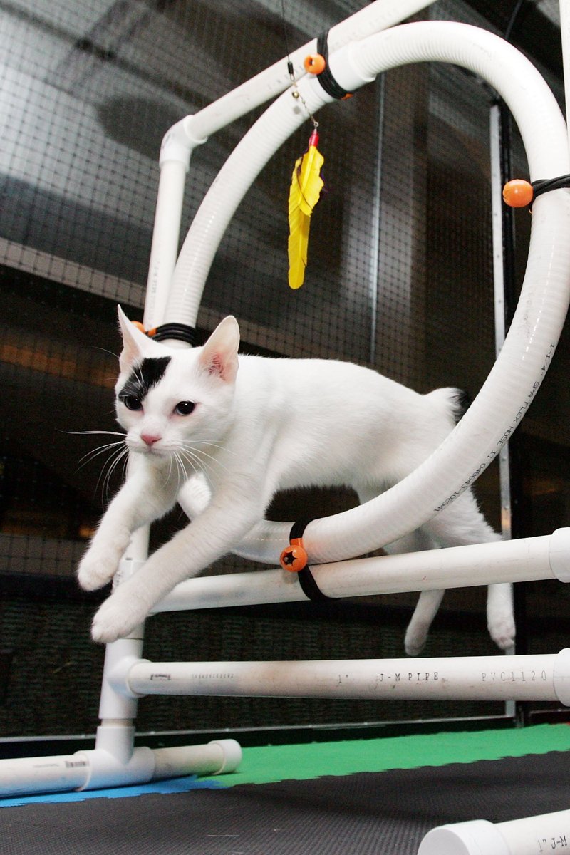japán csonkafarkú macska agility