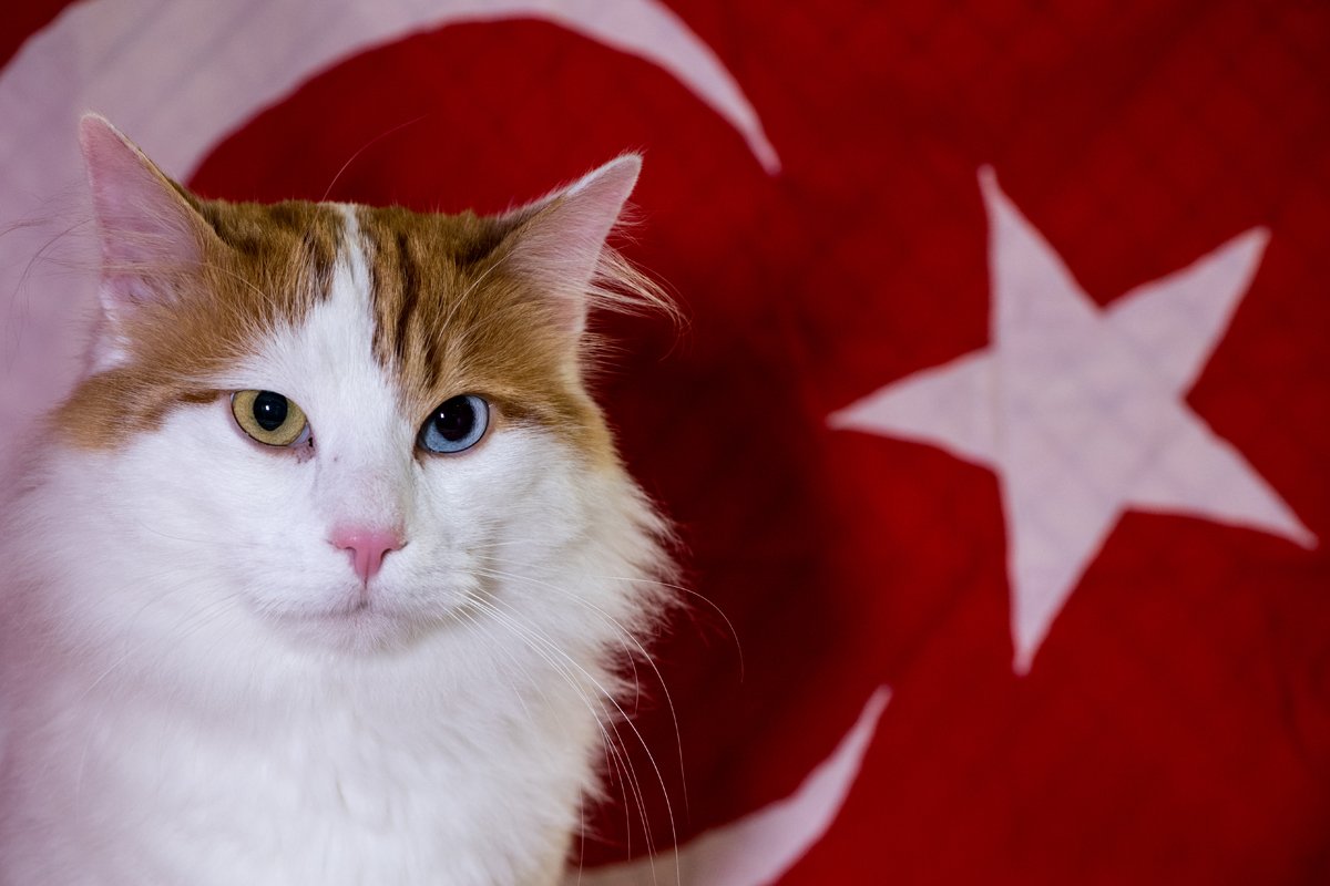 török van macska