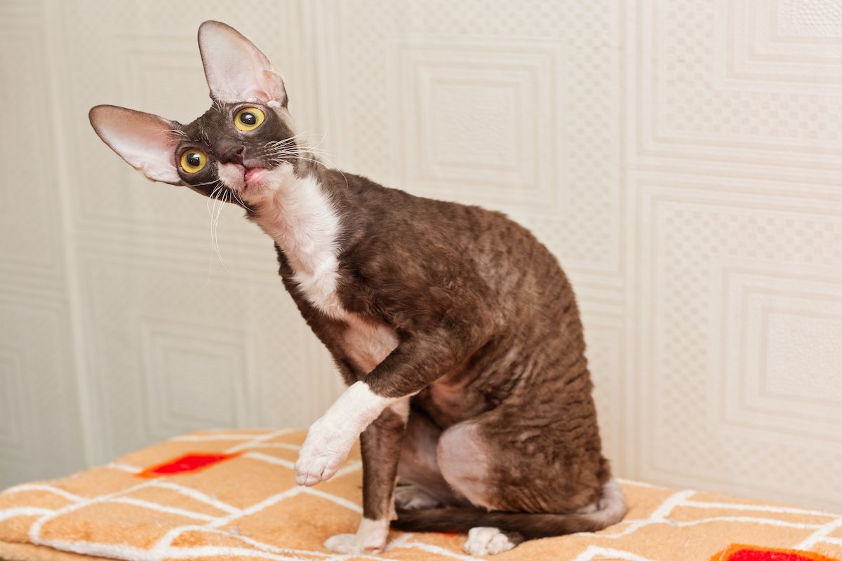 Brown cat Cornish Rex