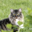 Manx cymric