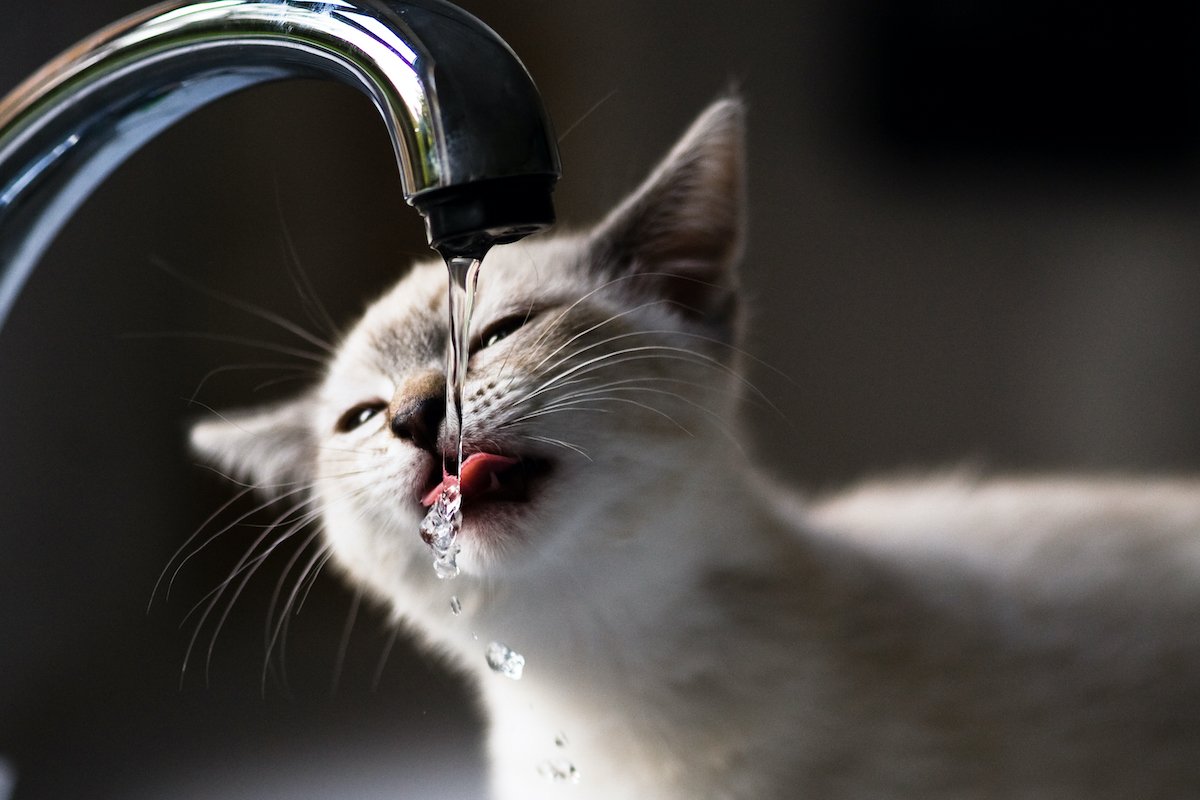 Drink