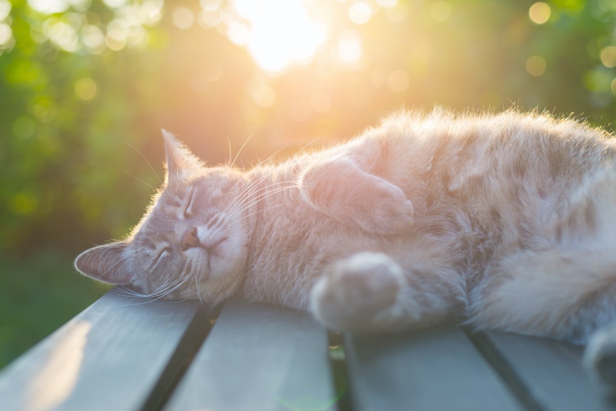 Cat lying on bench in backlight at sunset
