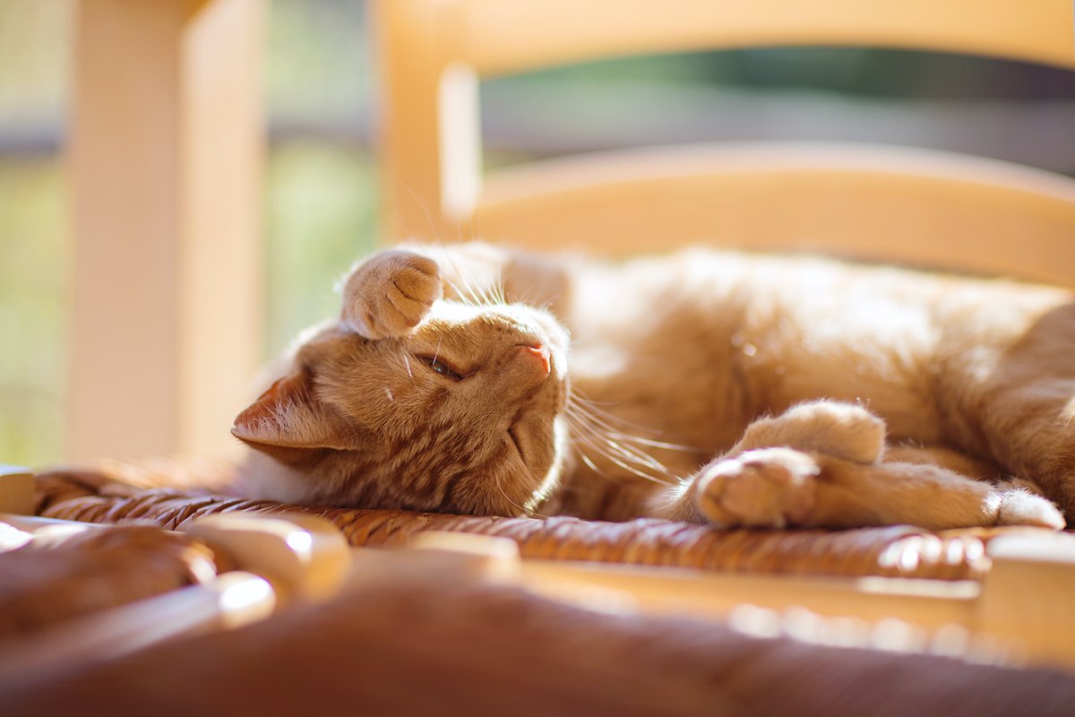 Ginger cat basking in the sun-stock photo