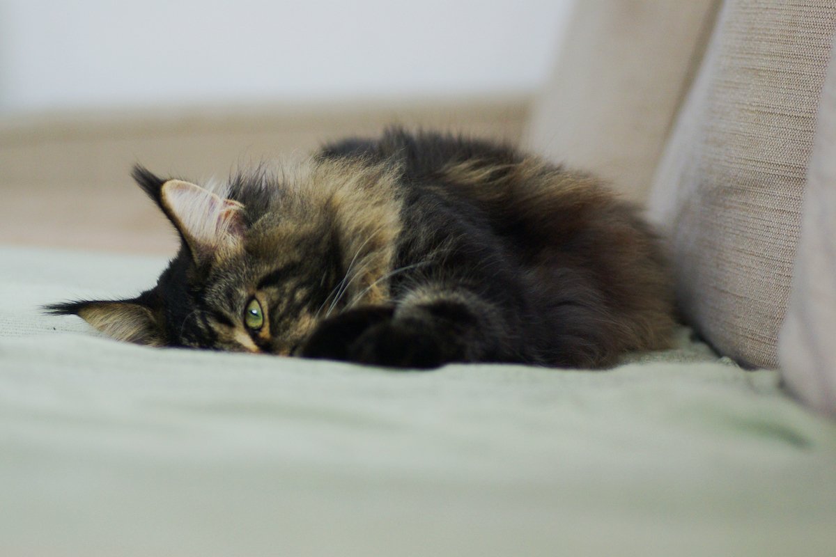 Maine coon cat