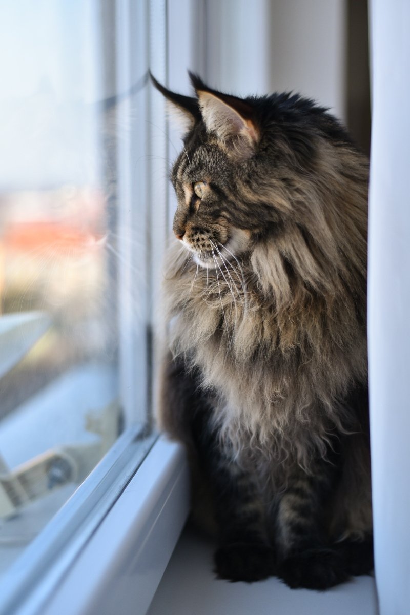 main coon hiány mac