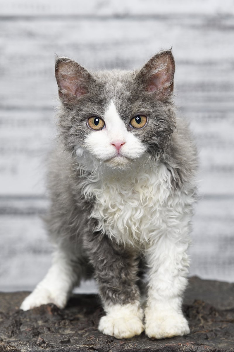 Selkirk Rex