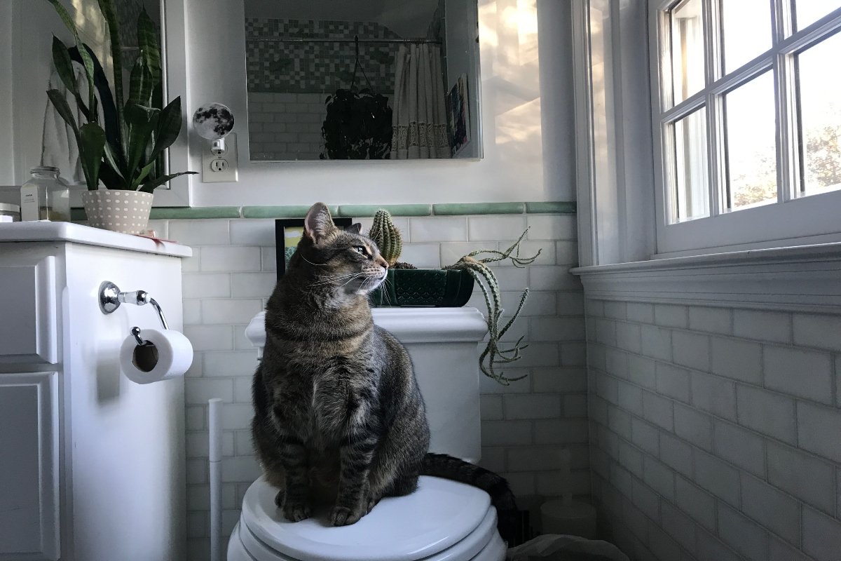 wc toalett tréning