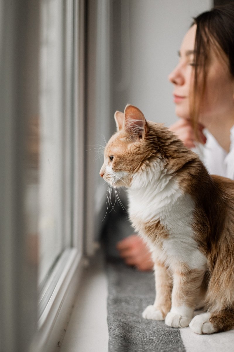 ember macska kapcsolat időtöltés együtt