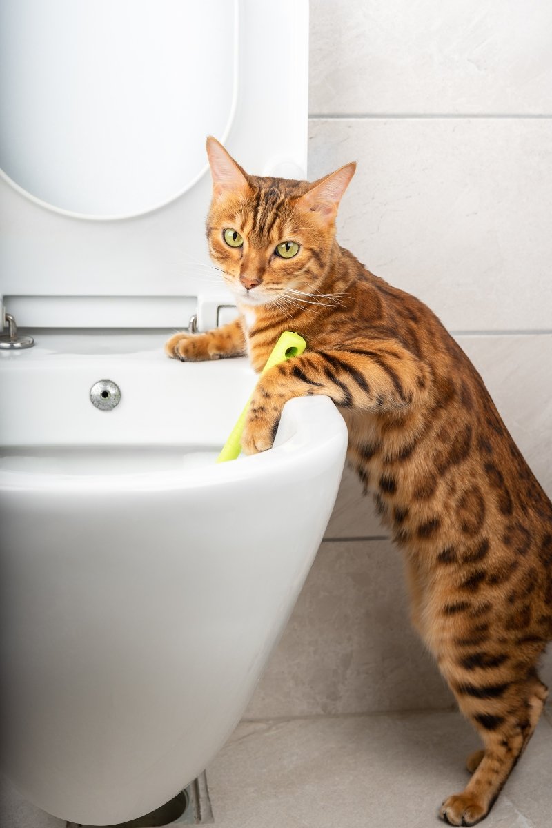 wc toalett tréning