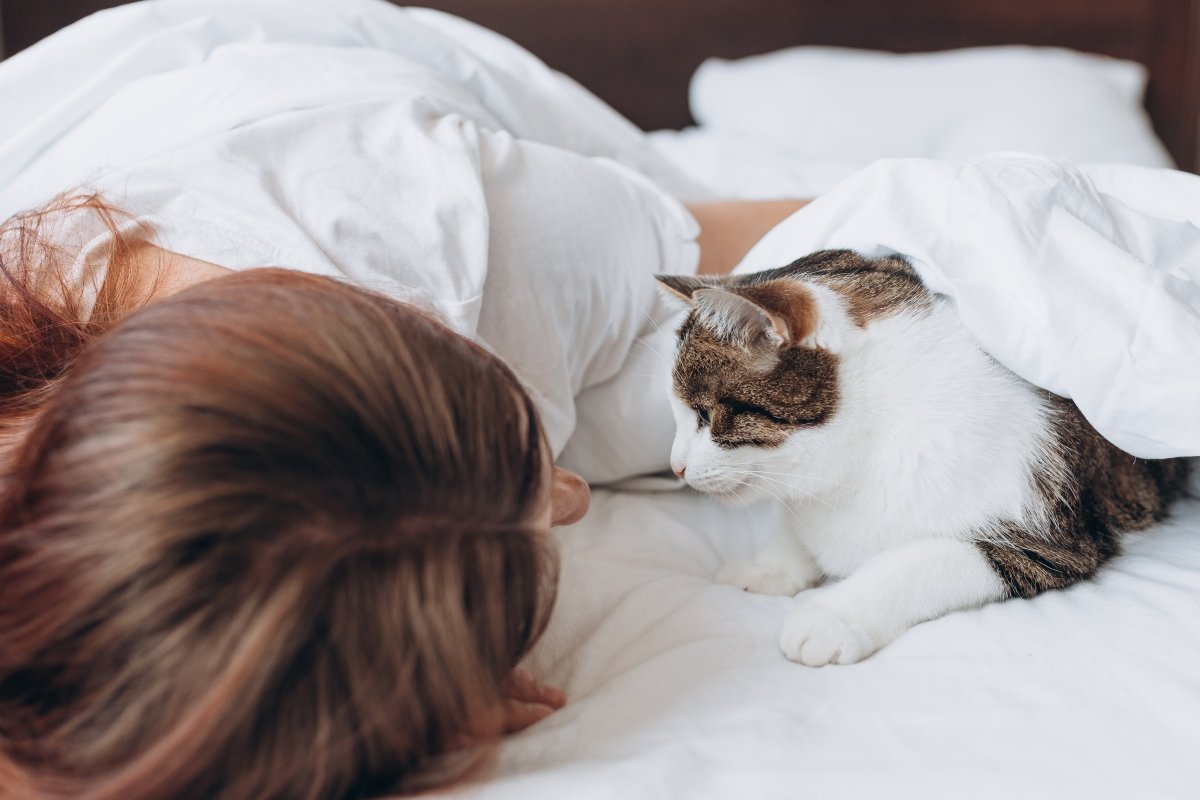 ember macska fekvés pihenés összebújás