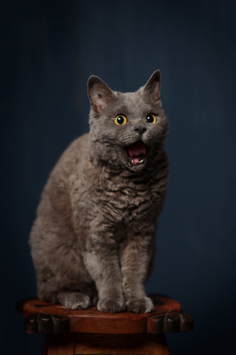 Selkirk rex