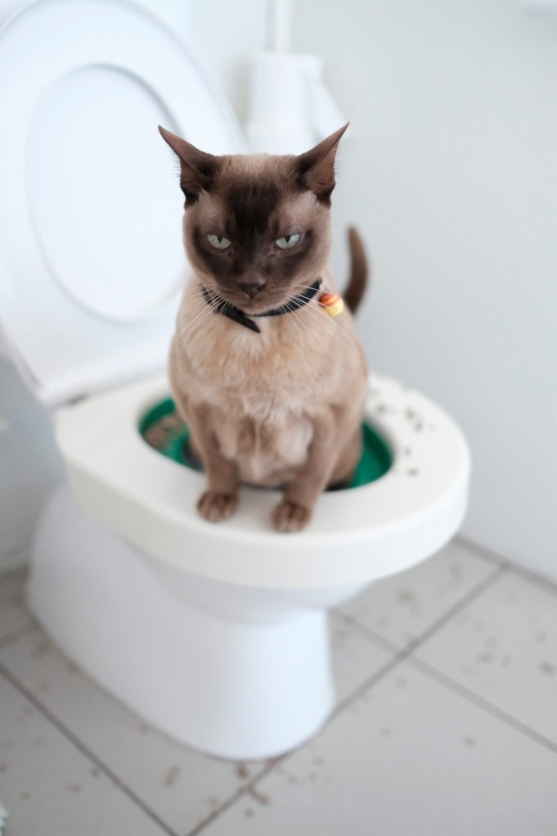 wc toalett tréning