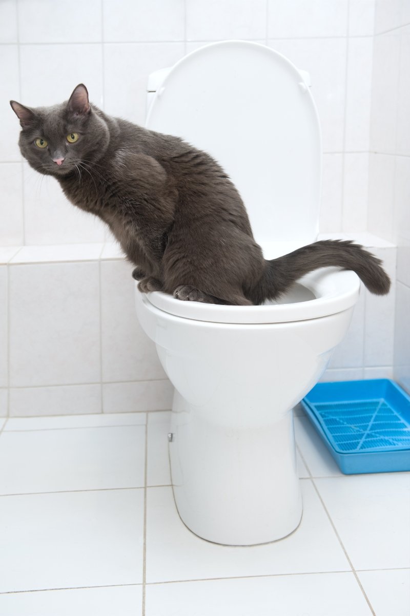 Clever domestic cat in a toilet