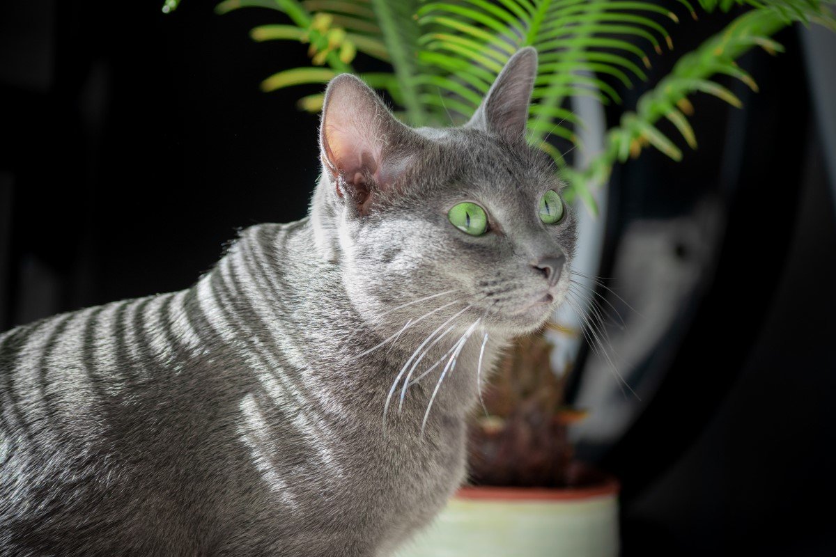 korat 2