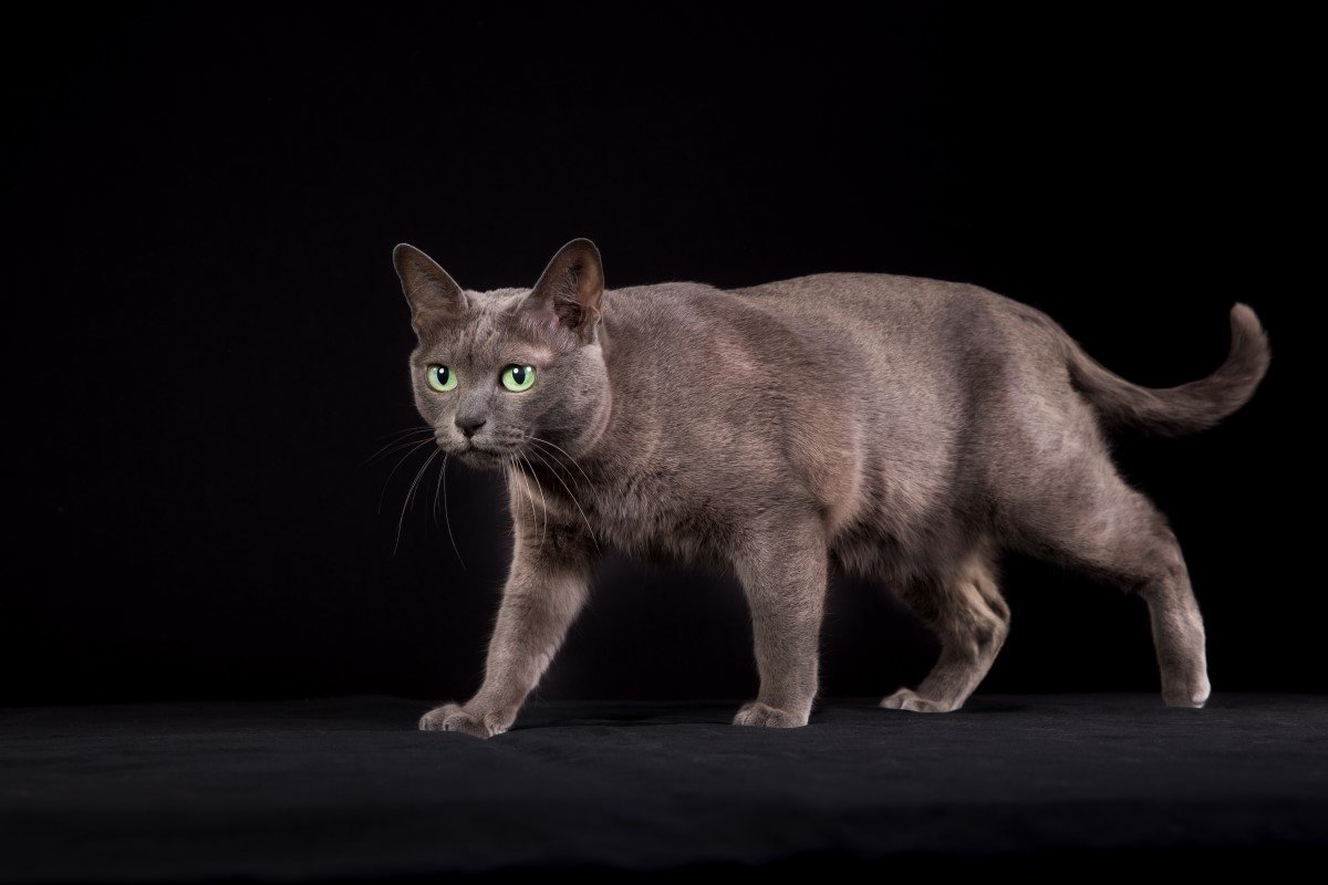 korat