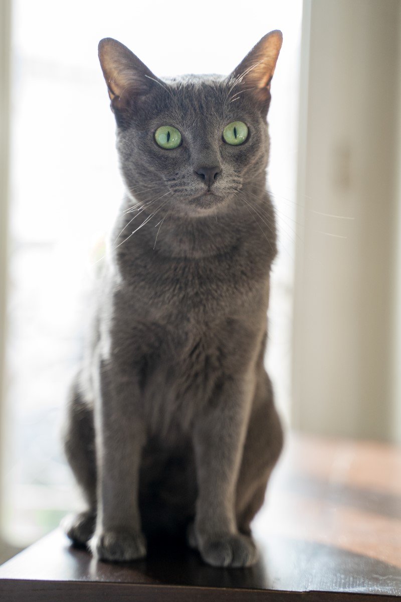 korat
