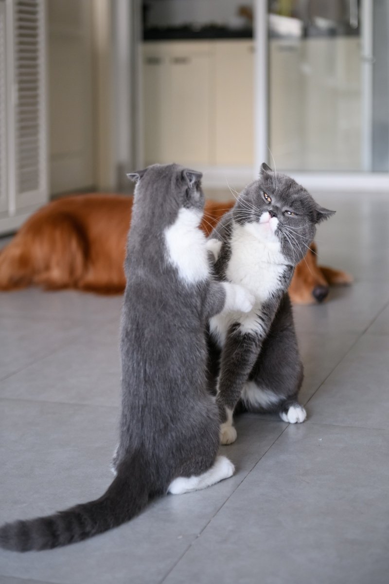 Two British short-hair cats in a fight