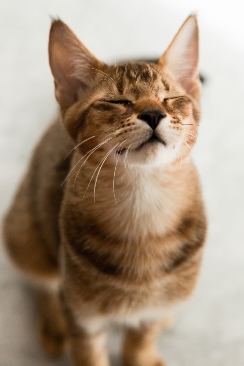 chausie