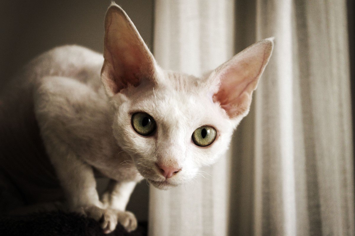 devon rex