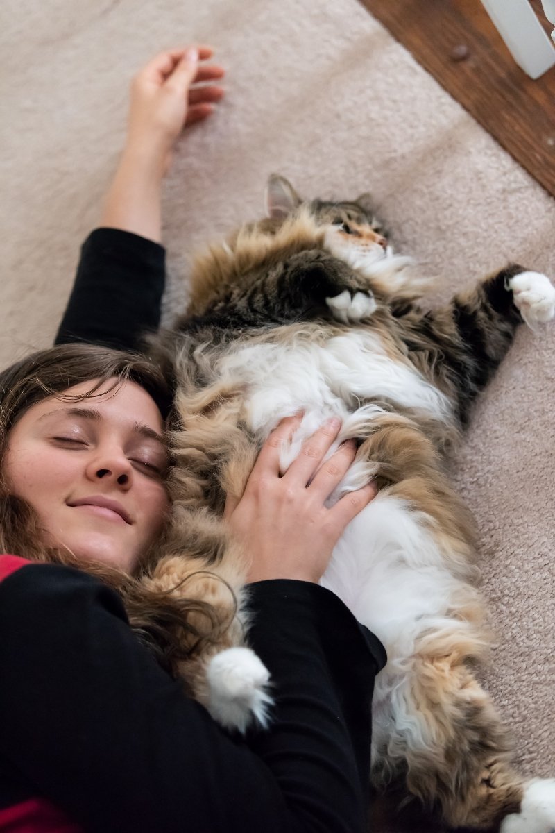 main coon has gazdi fekszik ölelés