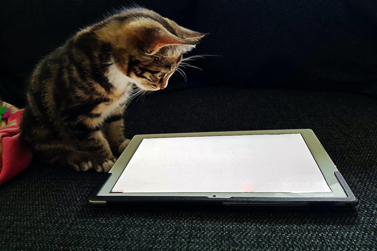 Tabby kitten playing on tablet
