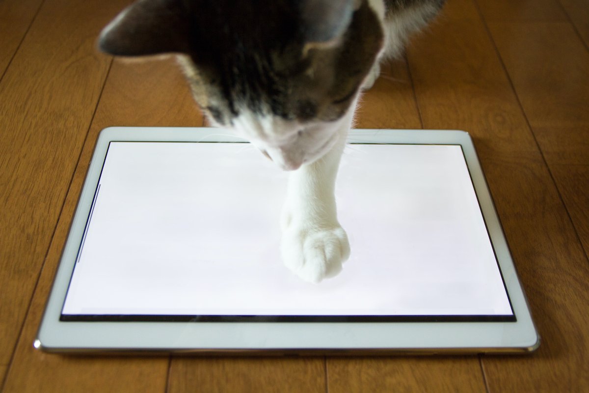 Tablet and Cat