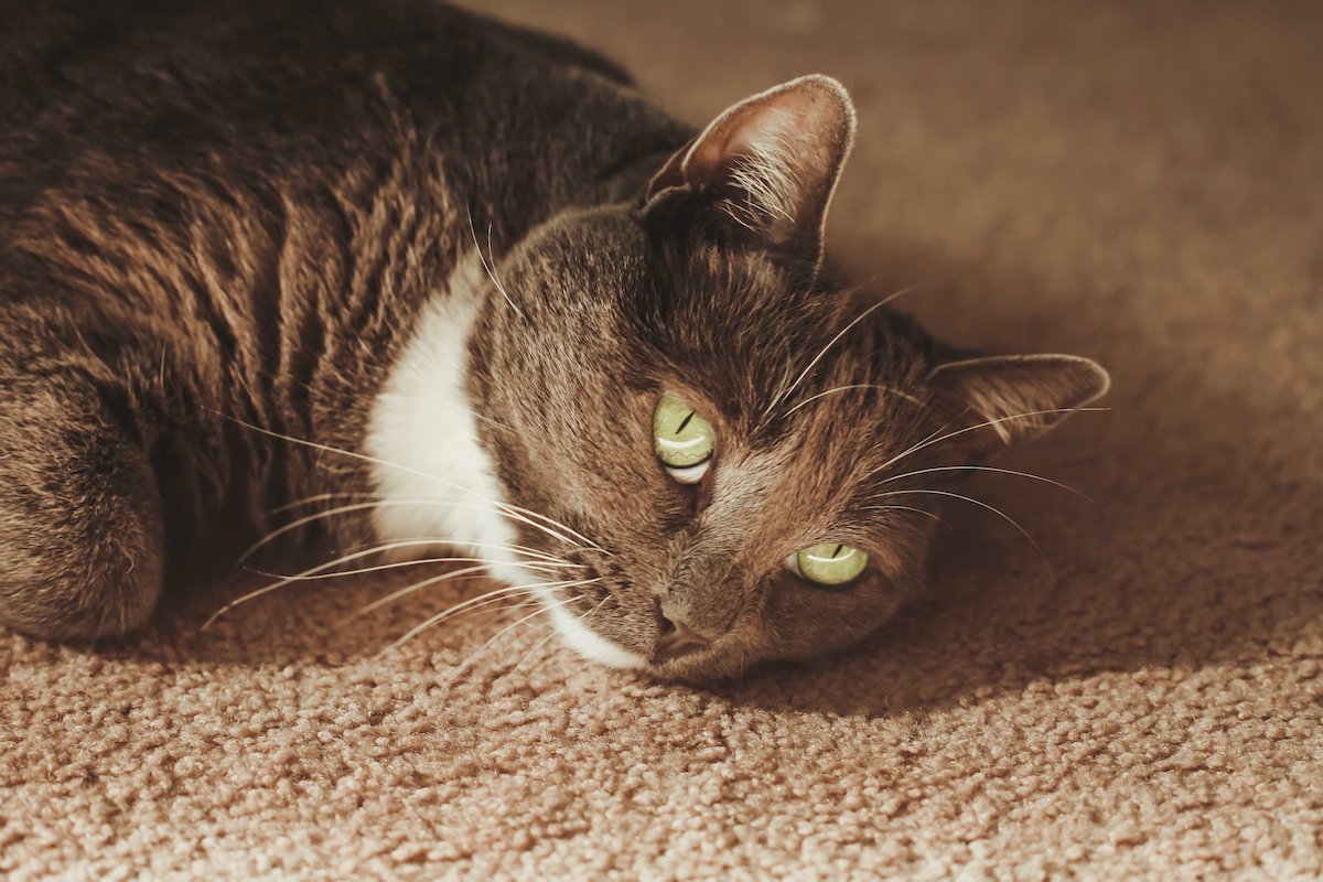 Indoor cat laying down, cute cat, bored cat, boredom